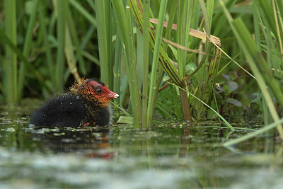 BUITEN BEELD Foto: 293878