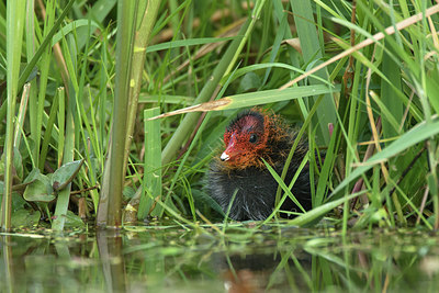 BUITEN BEELD Foto: 293879