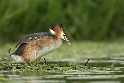 BUITEN BEELD Foto: 293880