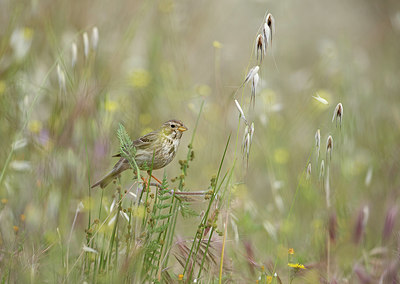 BUITEN BEELD Foto: 293956