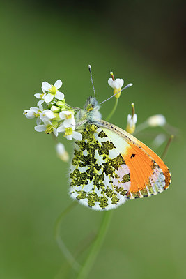 BUITEN BEELD Foto: 293975