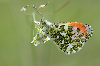 BUITEN BEELD Foto: 293976