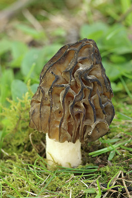 BUITEN BEELD Foto: 294029