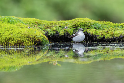 BUITEN BEELD Foto: 294034