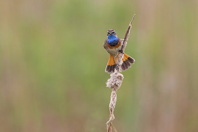 BUITEN BEELD Foto: 294054