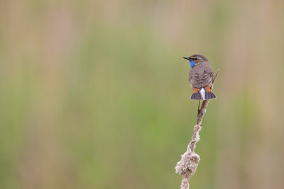 BUITEN BEELD Foto: 294055