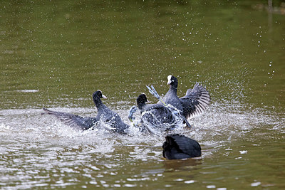 BUITEN BEELD Foto: 294060