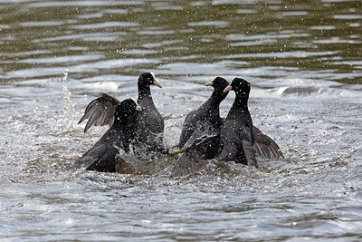 BUITEN BEELD Foto: 294065