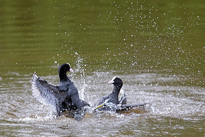 BUITEN BEELD Foto: 294069