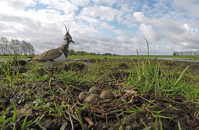 BUITEN BEELD Foto: 294074