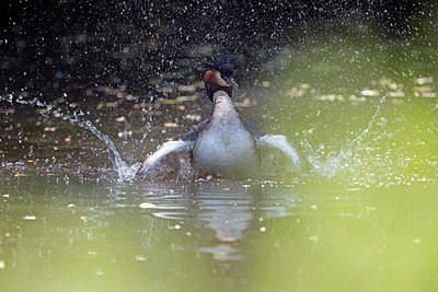 BUITEN BEELD Foto: 294085