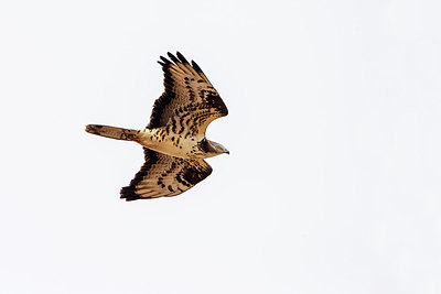 BUITEN BEELD Foto: 294105