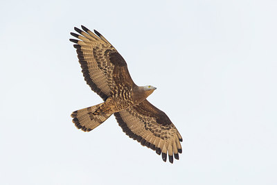 BUITEN BEELD Foto: 294106