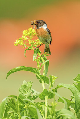 BUITEN BEELD Foto: 294158