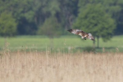 BUITEN BEELD Foto: 294166