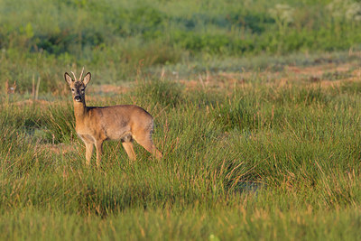 BUITEN BEELD Foto: 294170