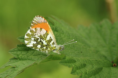 BUITEN BEELD Foto: 294176