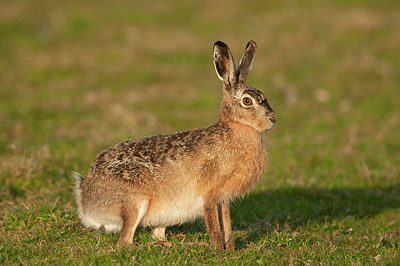 BUITEN BEELD Foto: 294199