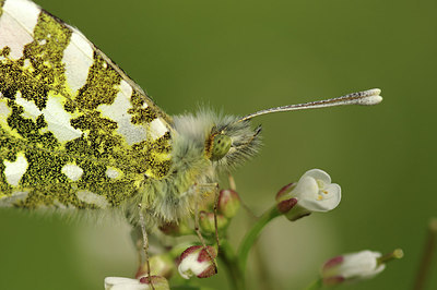 BUITEN BEELD Foto: 294236