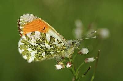 BUITEN BEELD Foto: 294238