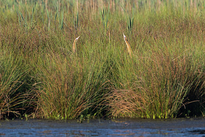 BUITEN BEELD Foto: 294242