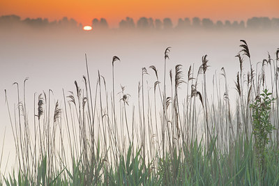 BUITEN BEELD Foto: 294258