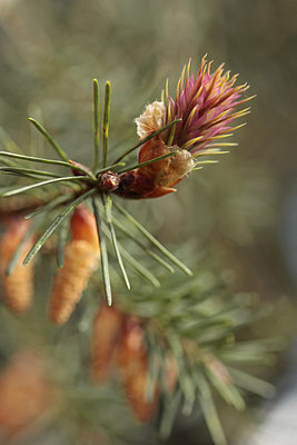 BUITEN BEELD Foto: 294264