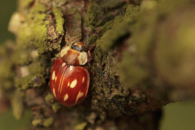 BUITEN BEELD Foto: 294290