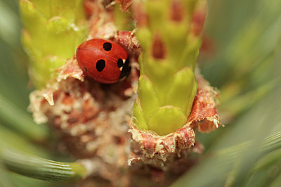 BUITEN BEELD Foto: 294292