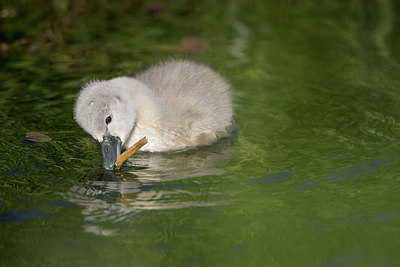 BUITEN BEELD Foto: 294318