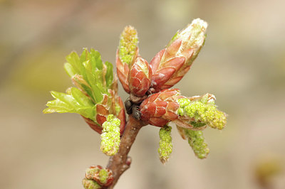 BUITEN BEELD Foto: 294363