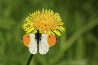 BUITEN BEELD Foto: 294388