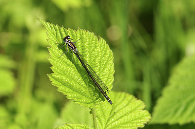 BUITEN BEELD Foto: 294389