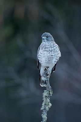 BUITEN BEELD Foto: 294408