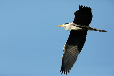 BUITEN BEELD Foto: 294414