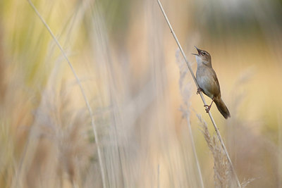 BUITEN BEELD Foto: 294416