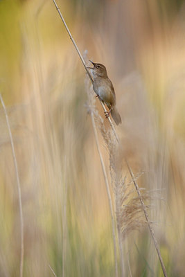 BUITEN BEELD Foto: 294418