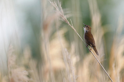 BUITEN BEELD Foto: 294420