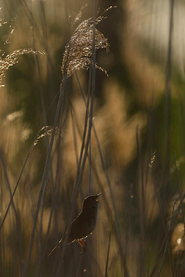 BUITEN BEELD Foto: 294421