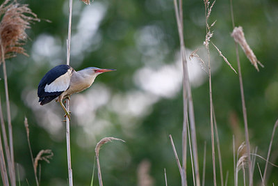 BUITEN BEELD Foto: 294424