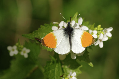 BUITEN BEELD Foto: 294447