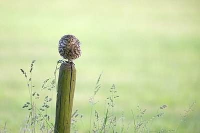 BUITEN BEELD Foto: 294474