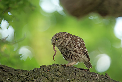 BUITEN BEELD Foto: 294476