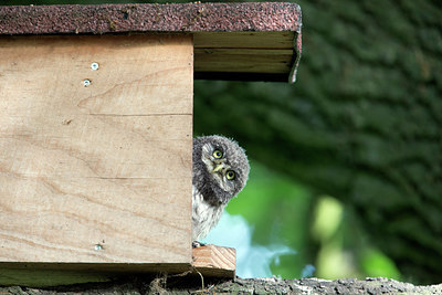 BUITEN BEELD Foto: 294481