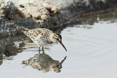 BUITEN BEELD Foto: 294507