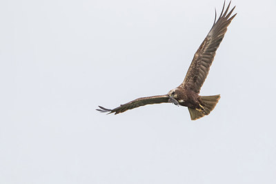 BUITEN BEELD Foto: 294532