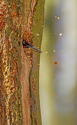 BUITEN BEELD Foto: 294553