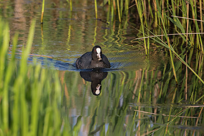 BUITEN BEELD Foto: 294579