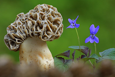 BUITEN BEELD Foto: 294584