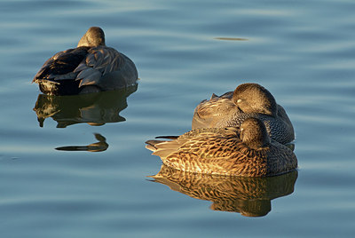 BUITEN BEELD Foto: 294600